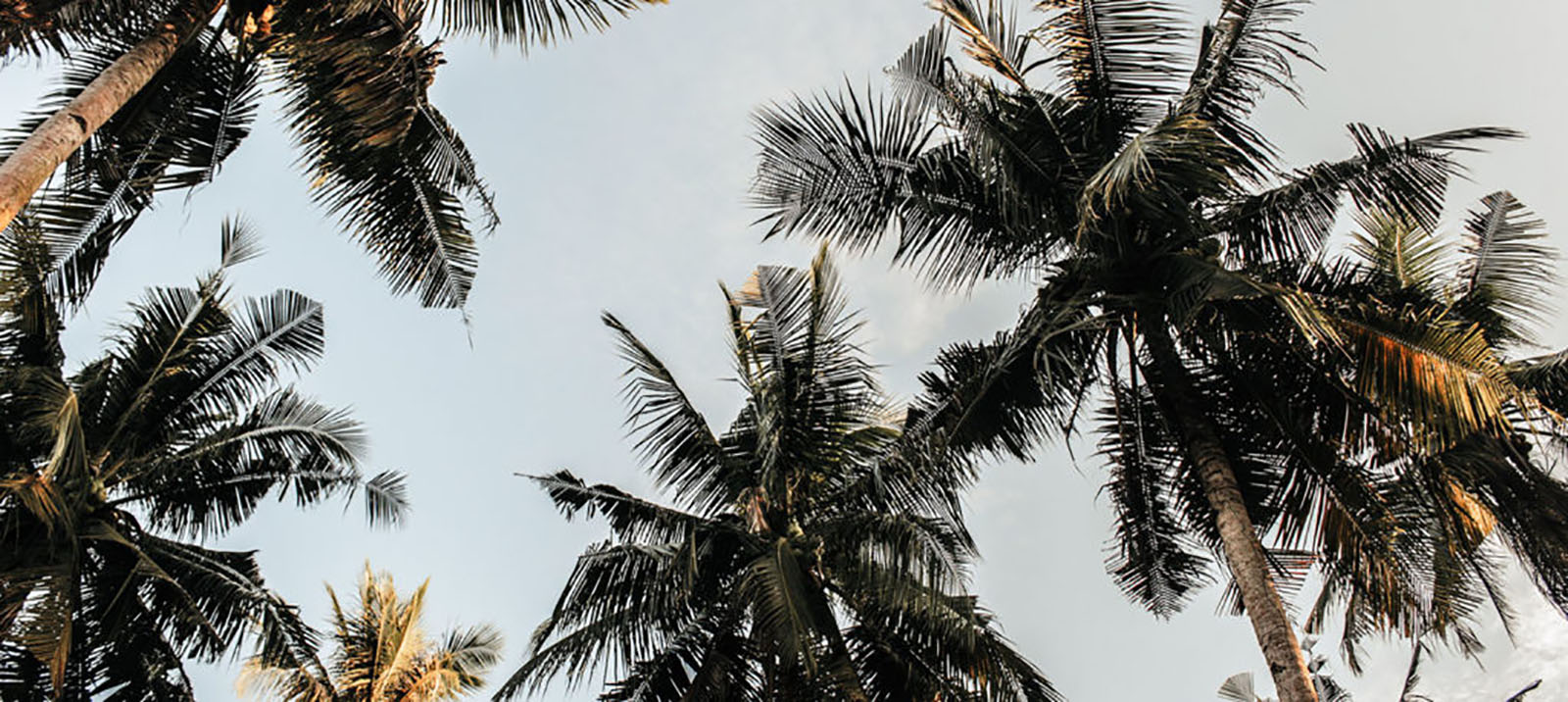 Palm Tree Image Palm Tree Image
